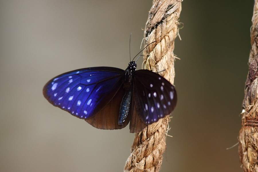 a0094850_21554025.jpg