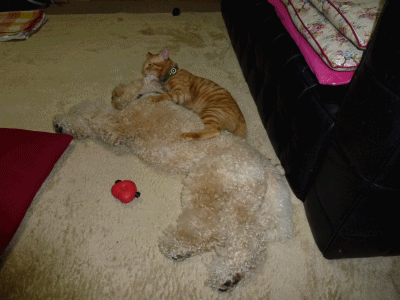 a0216583_23562466.gif