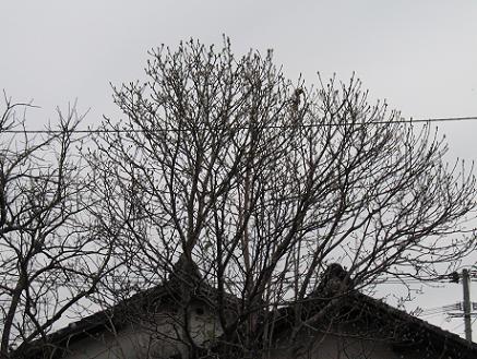 e0130185_16351017.jpg