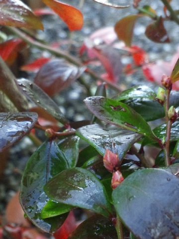 b0199924_17404167.jpg