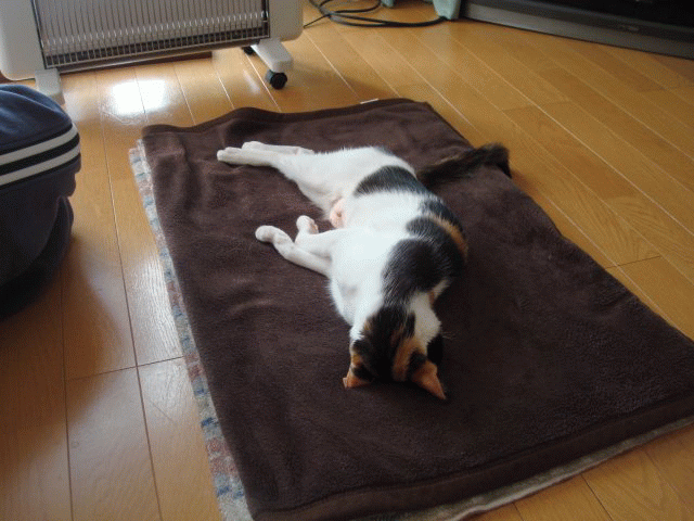 a0135577_1694969.gif