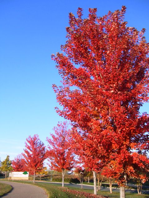 c0062603_4473487.jpg