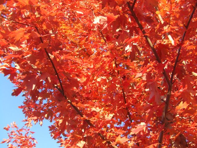 c0062603_4483197.jpg