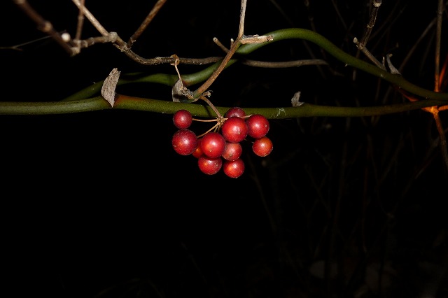 c0178008_0313483.jpg