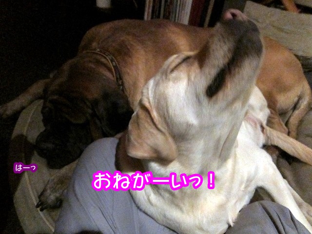 e0192217_8552731.jpg