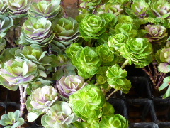 a0157619_22524268.jpg