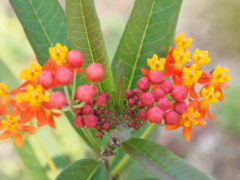 a0157619_2255760.jpg