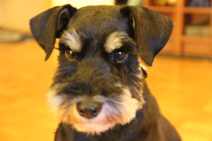 c0153740_4251158.jpg