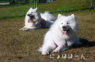 a0166954_22401880.gif