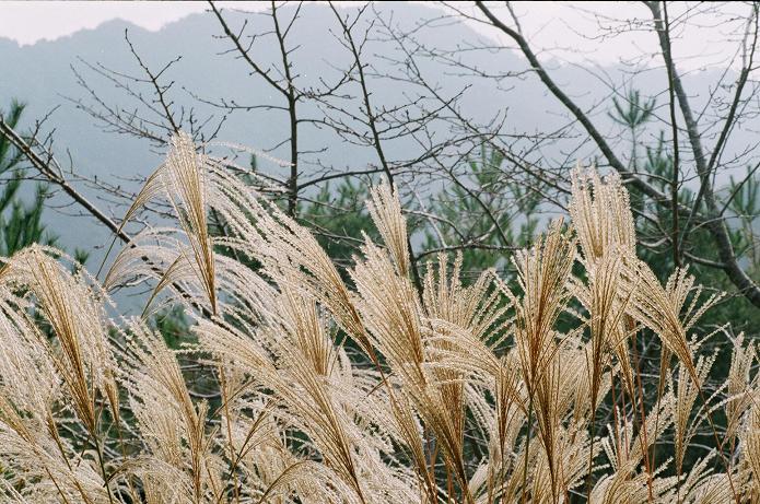 c0046587_2059152.jpg