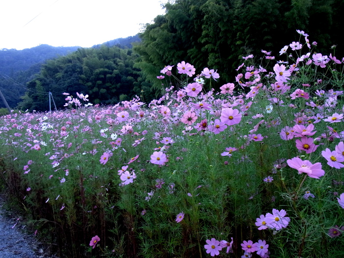 c0197004_10522395.jpg