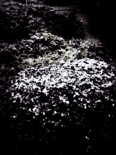 e0098908_17153194.jpg
