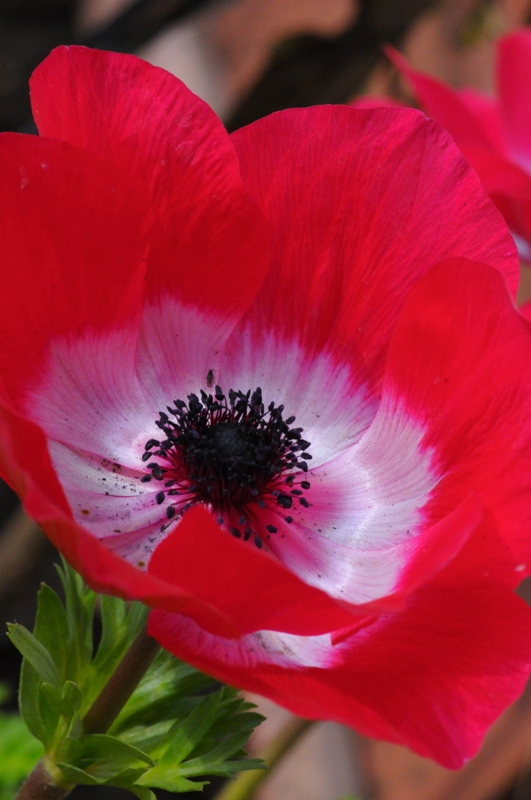 e0095142_20111663.jpg