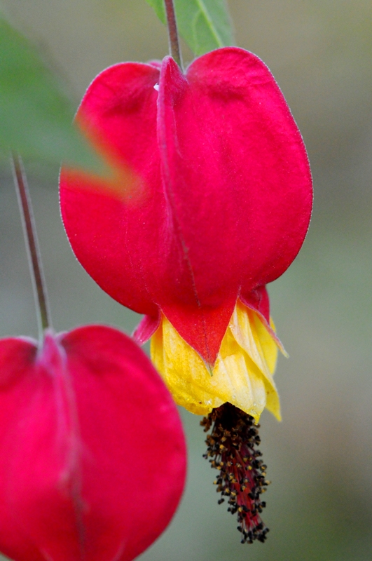 e0095142_20121331.jpg