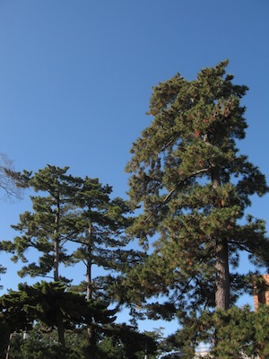 b0081843_16194476.jpg