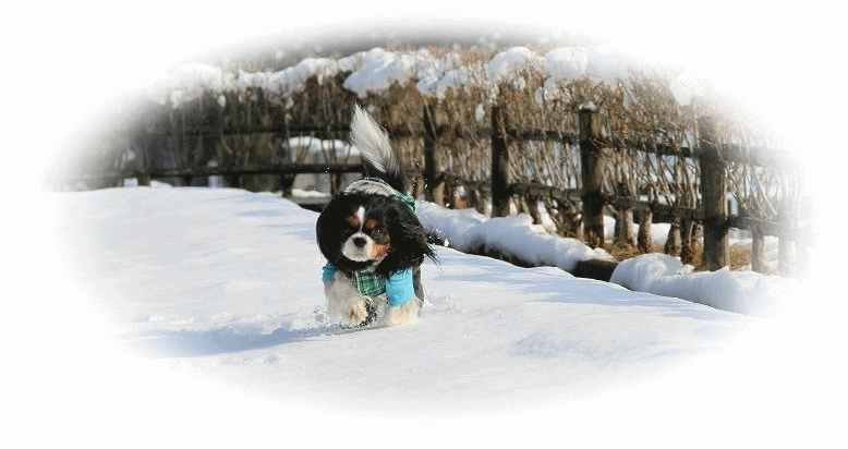 c0145250_19473658.gif