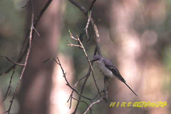 e0000968_21233795.jpg