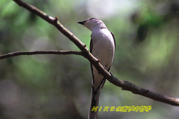 e0000968_2123385.jpg
