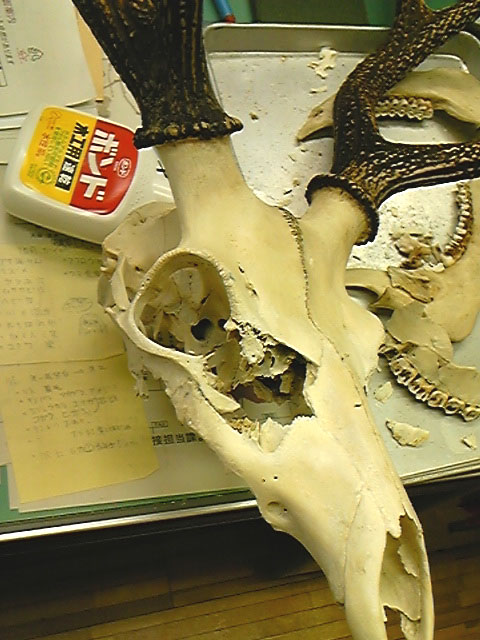 e0118274_20255666.jpg