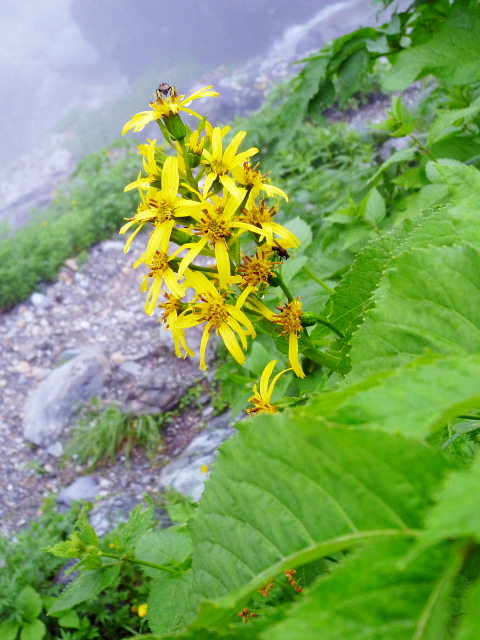 d0170615_12501873.jpg