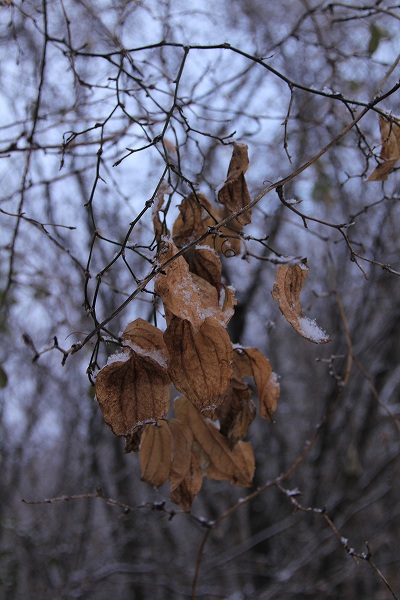 e0242721_1103992.jpg
