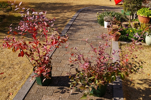 a0034438_176629.jpg