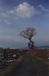 e0080345_813477.jpg