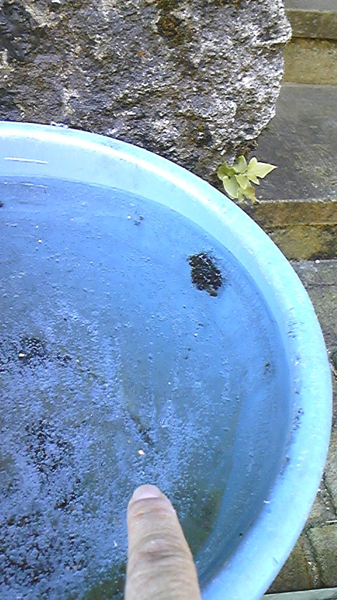 e0118274_193263.jpg