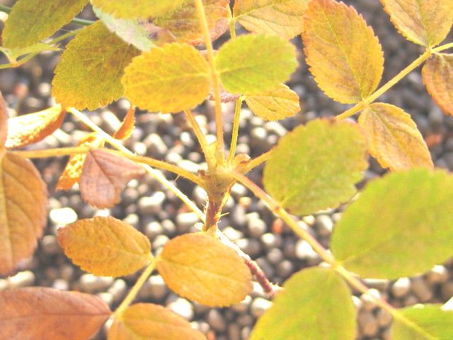 f0236201_83675.jpg