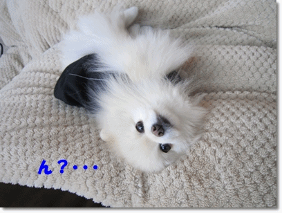 b0167519_1657203.gif