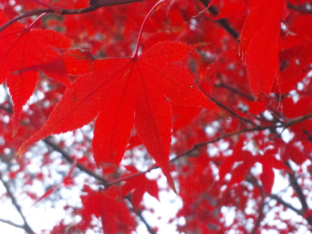 b0199924_1045932.jpg