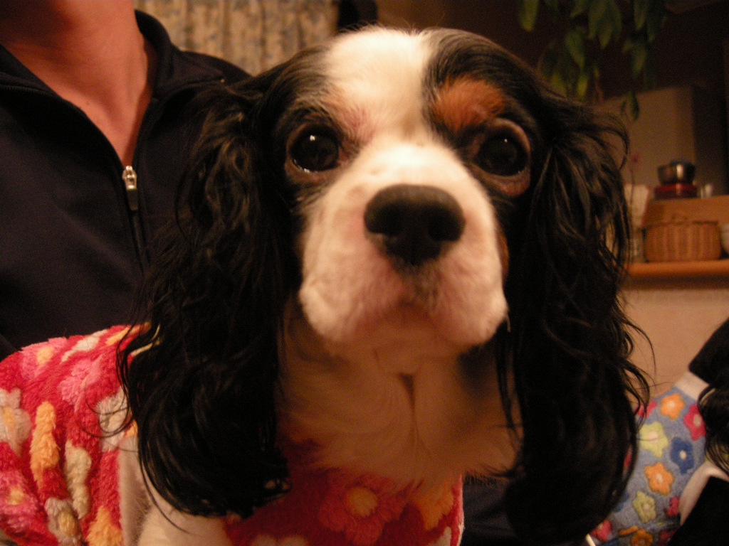 f0193836_18261665.jpg