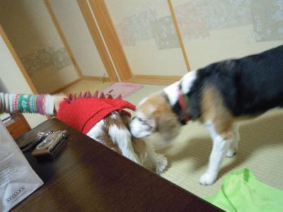 d0044986_016935.jpg