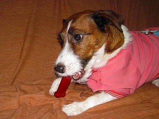 e0121589_12323755.jpg