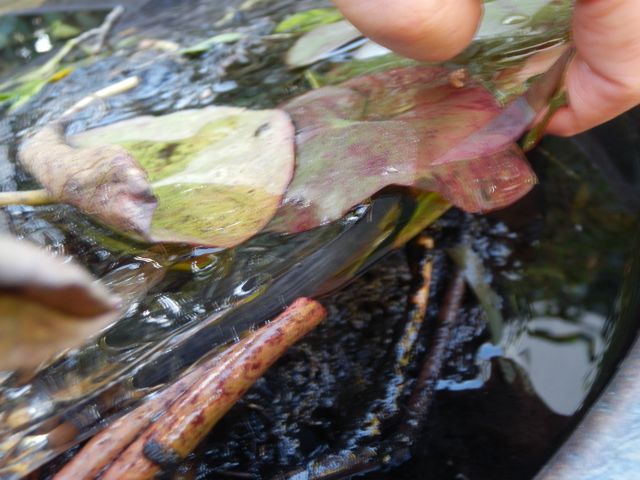 f0130894_2244319.jpg