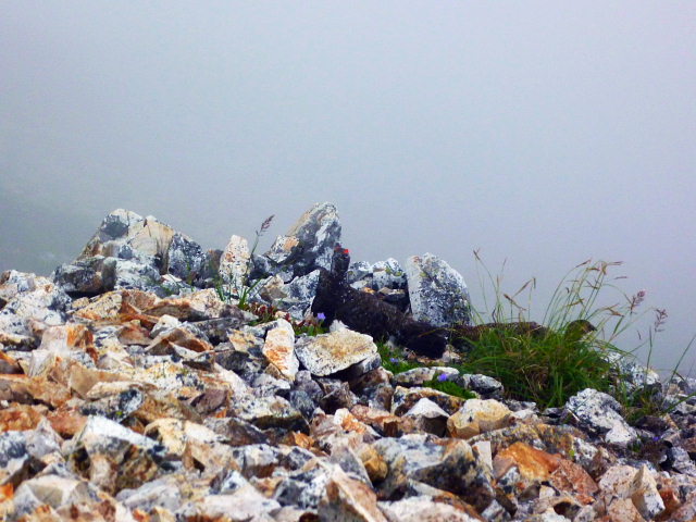 d0170615_9523897.jpg