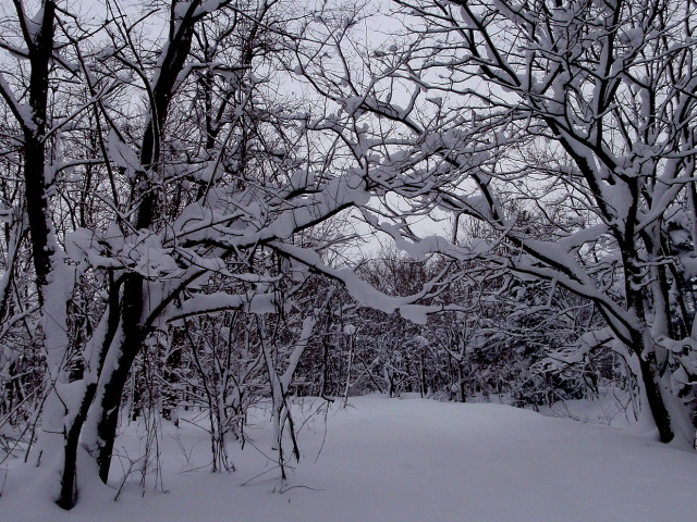 a0007388_12142063.jpg