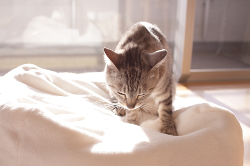こねこねこねこね