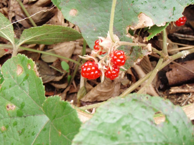 b0039898_975246.jpg
