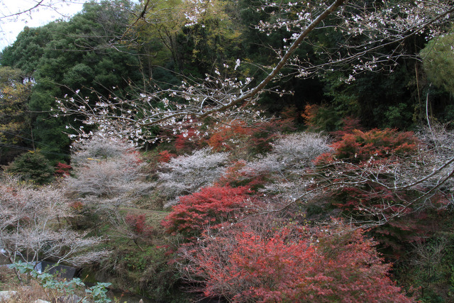 f0207313_1164233.jpg