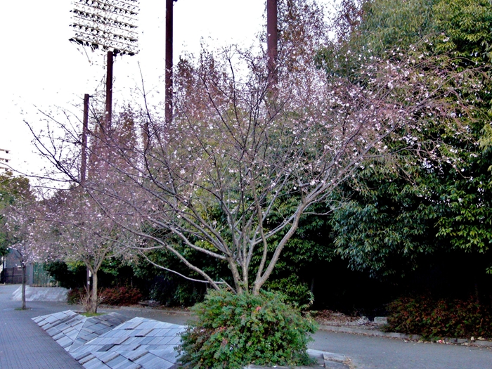 d0031171_17371453.jpg