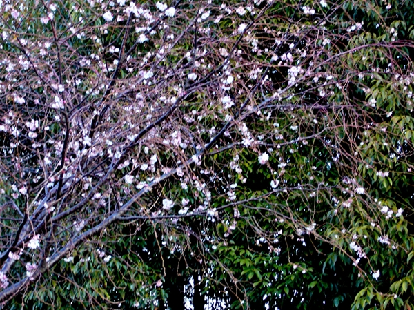 d0031171_17373661.jpg