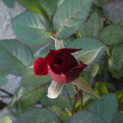a0031000_222325100.jpg