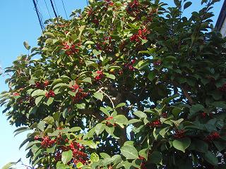 b0008825_15521822.jpg