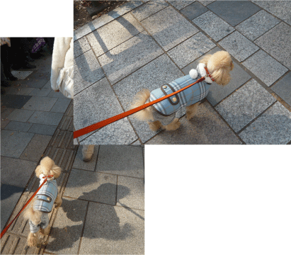 b0182846_18145665.gif