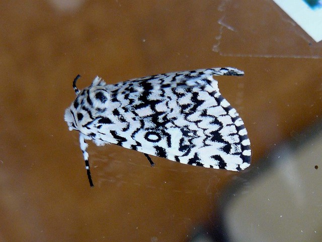 d0019074_10344922.jpg