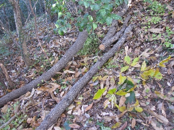 f0003283_11264160.jpg