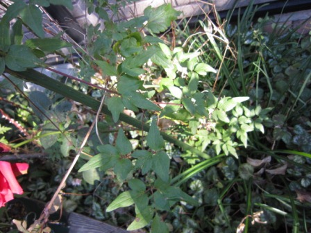 c0025140_1654732.jpg