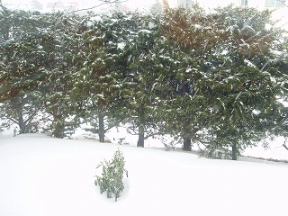e0004756_2253858.jpg