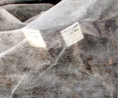 c0151898_16463555.jpg